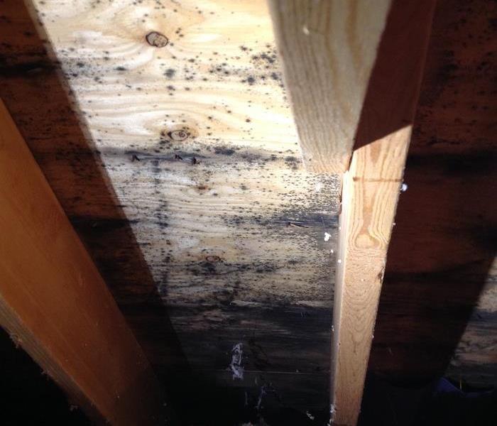 Mold forming on wood in a crawl space