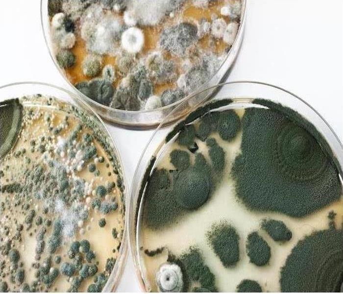 Mold growing in a petri dish